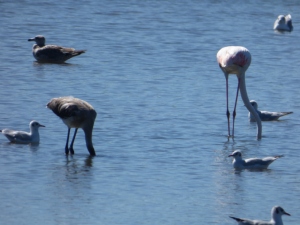 greater-flamingos-web