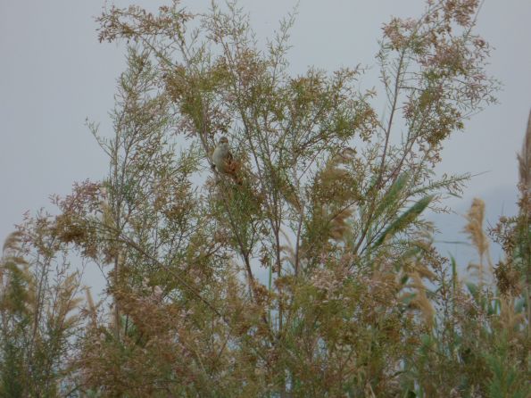 Great Reed Warbler 1MB.jpg
