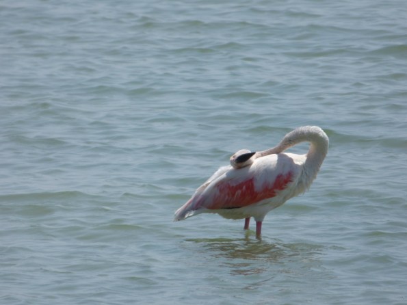 Pink Flamingo preening HBW